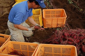 写真：甘藷の選別作業