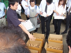 写真：三島馬鈴薯（メークイン）説明