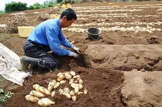 写真：ていねいに手掘りされる三島馬鈴薯（メークイン）