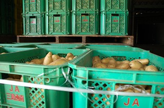 写真：三島馬鈴薯（メークイン）を風乾で熟成させます