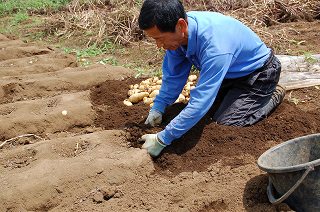 写真：三島馬鈴薯（メークイン）の手掘り