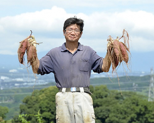 三島甘藷（紅あずま）　農家　平野さん