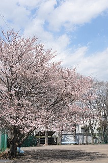 北沢公園の桜７