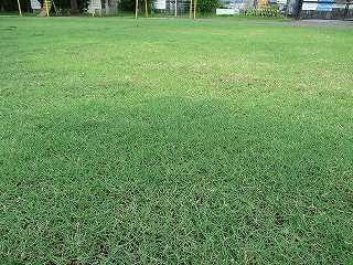 園庭芝生化旭ヶ丘幼稚園２ヶ月②