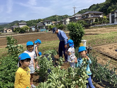 春のアルバム（やさいの栽培）