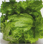 旬野菜（レタス）