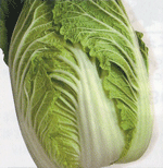 旬野菜（白菜）