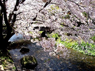 源兵衛川の桜