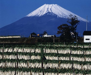 富士山と大根干し(12月初旬) 