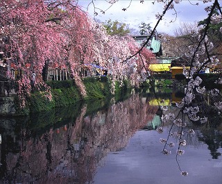 三島大社神池のしだれ桜(春3月から4月）