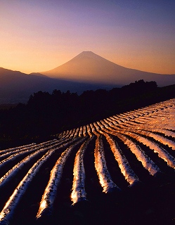 富士山と高原野菜（冬）