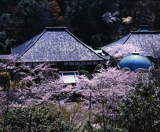 玉沢明法華寺（春の桜・4月ごろ）