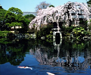 隆泉苑の桜