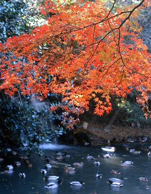 楽寿園　池と紅葉と渡り鳥