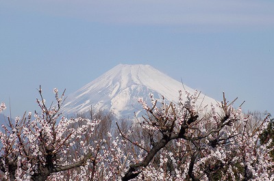 妙法華寺　梅