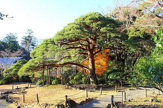 いこいの松