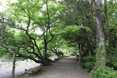 木陰の道