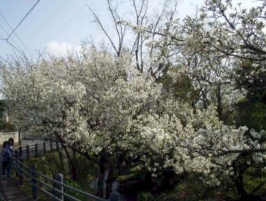 源兵衛川沿いの桜