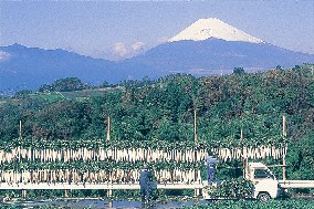 箱根の大根干し