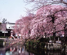 三嶋大社桜の舞