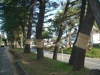 松並木の菰巻き