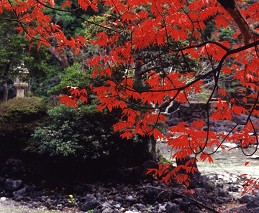 楽寿園の紅葉