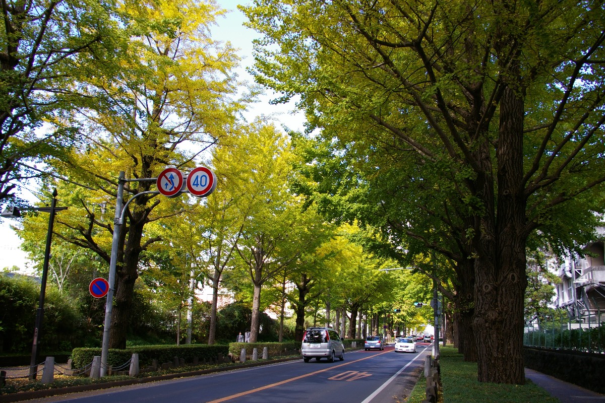 イチョウ並木の黄葉