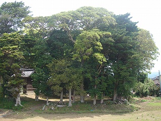 クスノキ　他（御園）