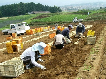 三島馬鈴薯収穫作業