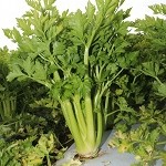 旬野菜（セルリー）