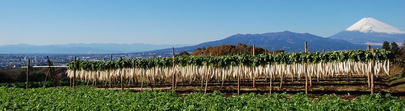 箱根西麓三島野菜イメージ写真