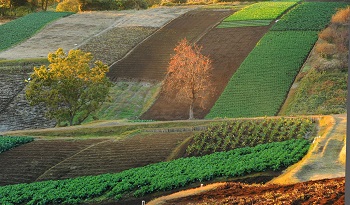 箱根西麓三島野菜圃場写真