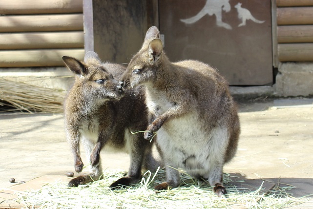 ハッピーとまろ２