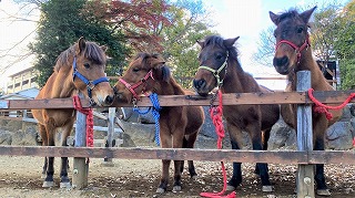 与那国馬（アウリ、サクラ、ハル、メリ）