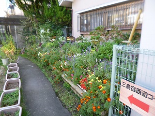 加屋町さくら会