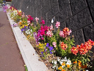 錦が丘　花と緑の会