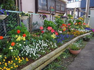 加屋町さくら会