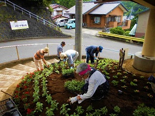 千寿会４植え替え