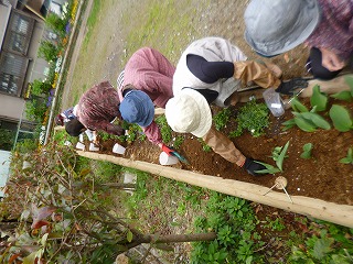 加屋町さくら会植え付けの様子