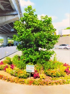 芙蓉台入り口花愛する会　縦