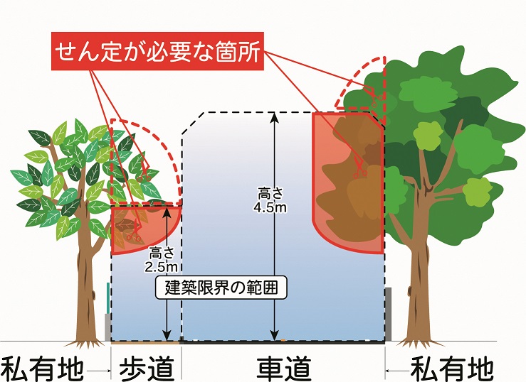 道路上樹木せん定範囲挿絵