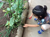 写真：【夏野菜の栽培】