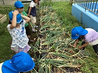 写真：【タマネギ収穫】