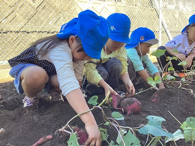 写真：園内の畑でおいもほり