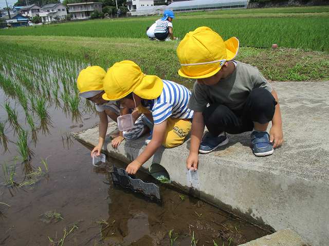 おたまじゃくし