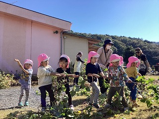 サツマイモ掘り