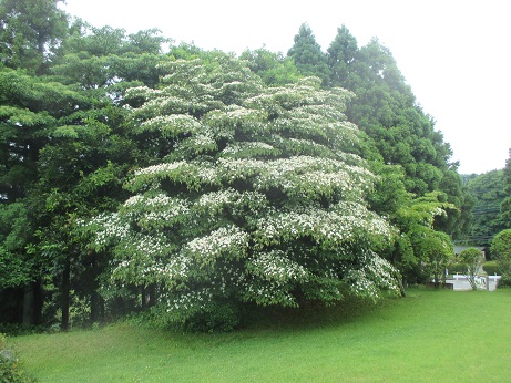 岱崎出丸広場のヤマボウシ（5月末～6月上旬）