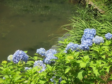 箱井戸のアジサイ（6月中旬～7月中旬）