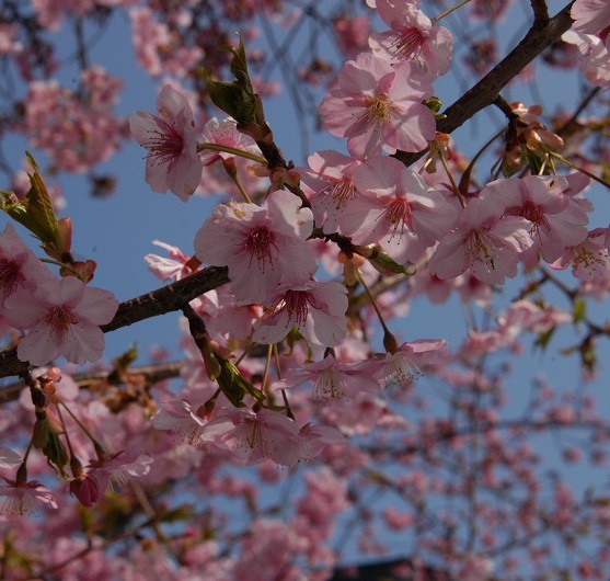 三嶋大社の河津桜