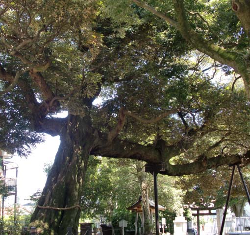 耳石神社のイシダイ